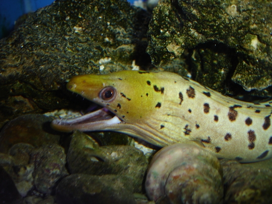  Gymnothorax fimbriatus (Fimbriated Moray)